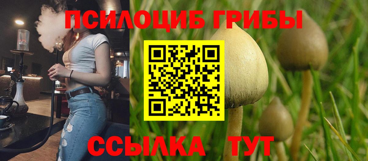 Псилоцибиновые грибы Psilocybine cubensis  Вход с VPN  Минусинск 